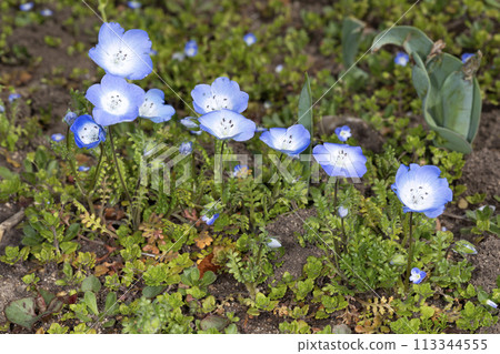 Nemophila 113344555