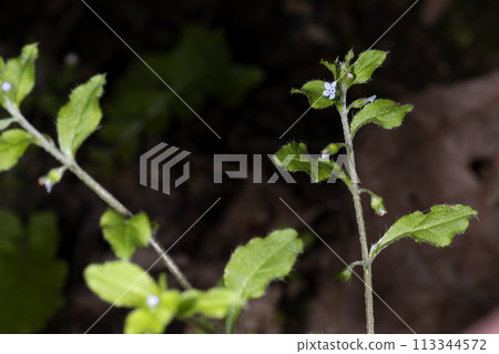 Hana ya bana Hana ya bana 113344572