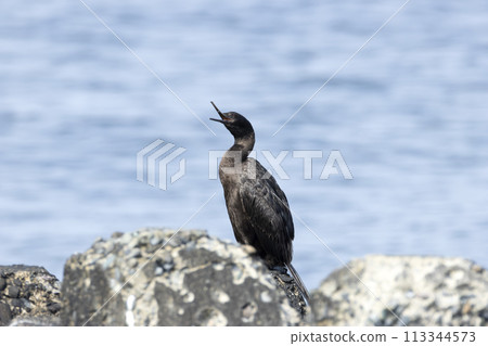 海鸕鶿 海鸕鶿 113344573