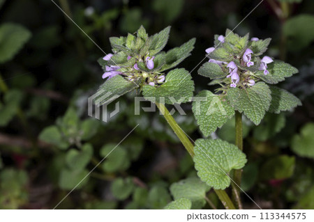 野草 野草 113344575