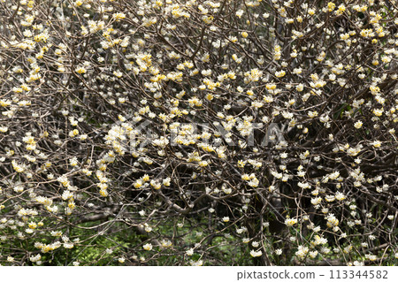 Mitumata flowers 113344582