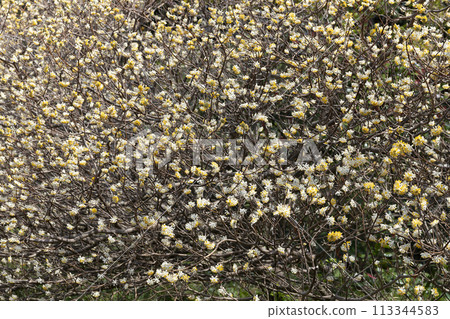 Mitumata花 113344583