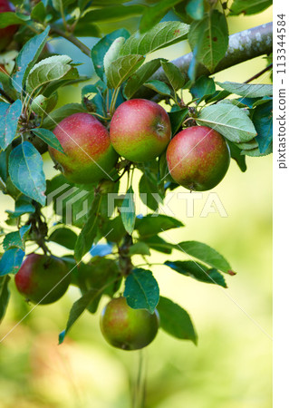 Apple, tree and growth of fruit with leaves outdoor in farm, garden or orchard in agriculture or nature. Organic, food and farming in summer closeup with sustainability for healthy environment 113344584