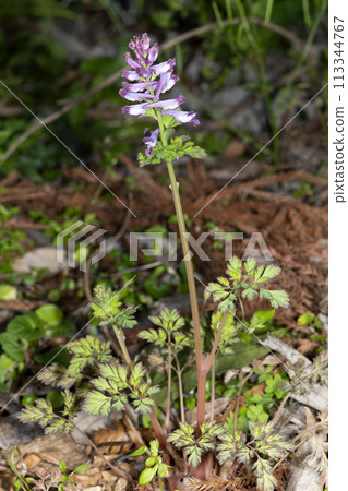 Murasaki Keman 113344767