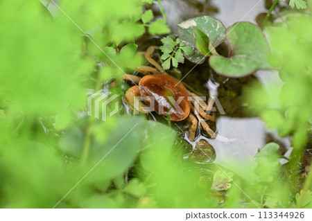 Spring Sawa crab (Sawa crab) 113344926