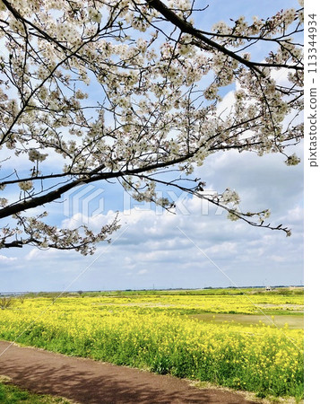 Blue sky and cherry blossoms spreading beyond the rapeseed fields_Noda City, Chiba Prefecture_Sekiyado Castle Ruins Blue sky and cherry blossoms spreading beyond the rapeseed fields_Noda City, Chiba Prefecture_Sekiyado Castle Ruins 113344934