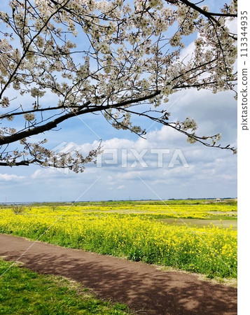 藍天和櫻花樹鋪滿油菜花田_千葉縣野田市_關宿城遺址 藍天和櫻花樹鋪滿油菜花田_千葉縣野田市_關宿城遺址 113344935