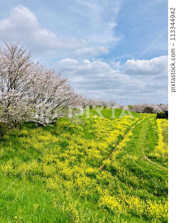Blue sky and cherry blossoms spreading beyond the rapeseed fields_Noda City, Chiba Prefecture_Sekiyado Castle Ruins Blue sky and cherry blossoms spreading beyond the rapeseed fields_Noda City, Chiba Prefecture_Sekiyado Castle Ruins 113344942