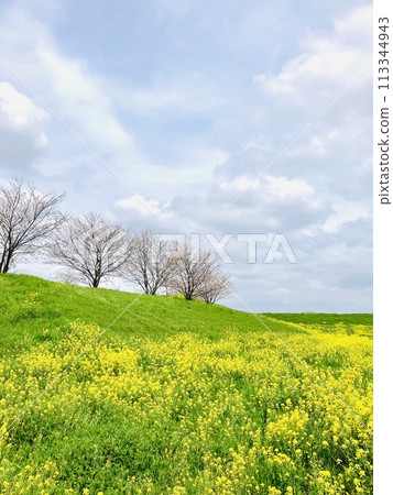 Blue sky and cherry blossoms spreading beyond the rapeseed fields_Noda City, Chiba Prefecture_Sekiyado Castle Ruins 113344943