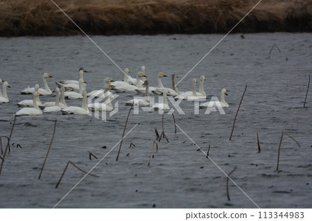 Swans on their way back north 113344983