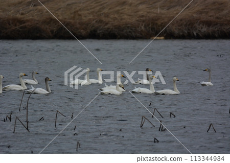 Swans on their way back north 113344984