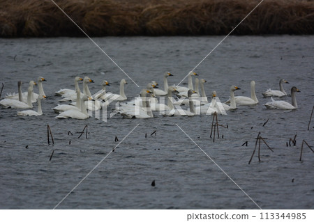 Swans on their way back north 113344985