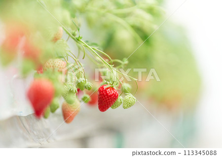 Strawberries grown in a greenhouse Strawberries grown in a greenhouse 113345088