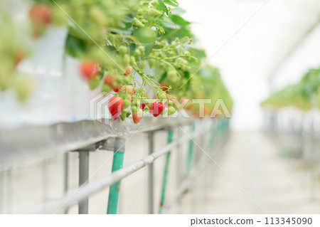 Strawberries grown in a greenhouse Strawberries grown in a greenhouse 113345090