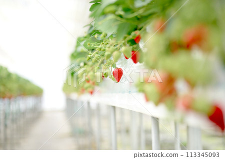 在乙烯基溫室中種植的草莓 113345093