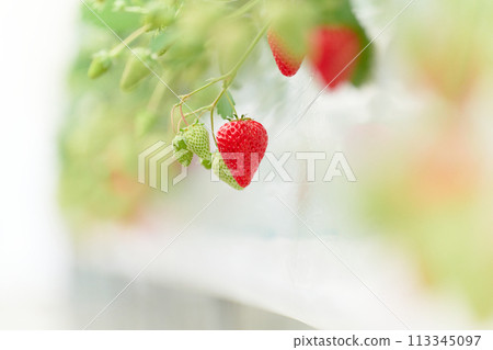 Strawberries grown in a greenhouse Strawberries grown in a greenhouse 113345097