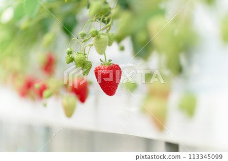 Strawberries grown in a greenhouse Strawberries grown in a greenhouse 113345099