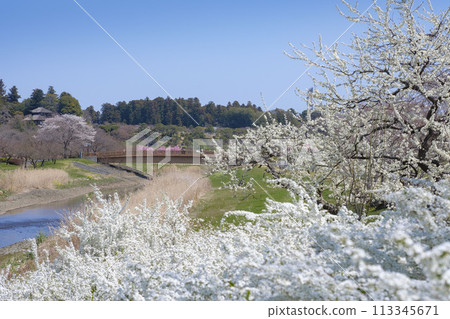 Cherry blossoms at Senba Lake Park and Kobuntei Cherry blossoms at Senba Lake Park and Kobuntei 113345671