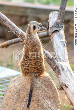 Meerkat, Suricata suricatta, on hind legs. Portrait of meerkat standing on hind legs with alert expression. Portrait of a funny meerkat sitting on its hind legs. 113345765