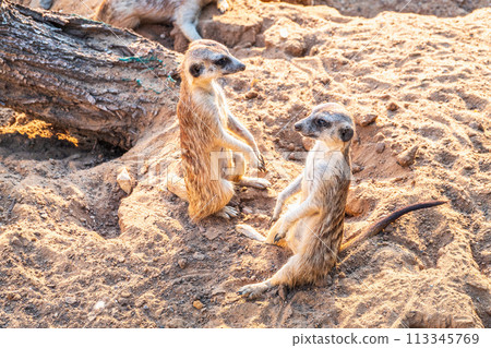 A group of cute meerkats. Meerkat Family are sunbathing. A group of cute meerkats. Meerkat Family are sunbathing. 113345769