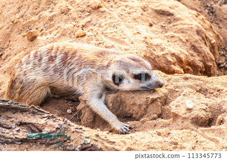 Meerkat suricatta family wildlife picture. 113345773