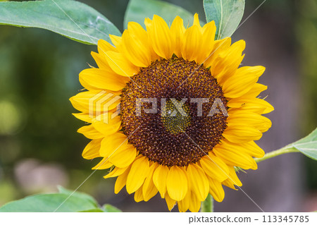 Close-up on the head of sunflower blooming, textures of stamens Close-up on the head of sunflower blooming, textures of stamens 113345785