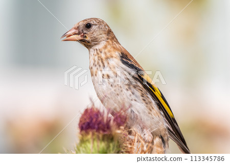 European goldfinch with juvenile plumage, feeding on the seeds of thistles. Carduelis carduelis. European goldfinch with juvenile plumage, feeding on the seeds of thistles. Carduelis carduelis. 113345786