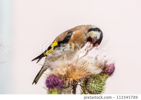 European goldfinch, feeding on the seeds of thistles. Carduelis carduelis. European goldfinch, feeding on the seeds of thistles. Carduelis carduelis. 113345789