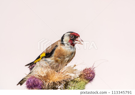 European goldfinch, feeding on the seeds of thistles. Carduelis carduelis. European goldfinch, feeding on the seeds of thistles. Carduelis carduelis. 113345791