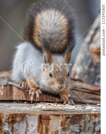 A squirrel sits on a stump and eats nuts in autumn. 113345805