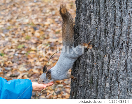 A squirrel in the autumn eats nuts from a human hand. Eurasian red squirrel, Sciurus vulgaris 113345814