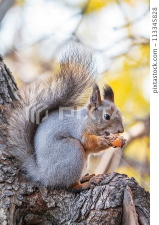 The squirrel with nut sits on tree in the autumn. Eurasian red squirrel, Sciurus vulgaris. The squirrel with nut sits on tree in the autumn. Eurasian red squirrel, Sciurus vulgaris. 113345828