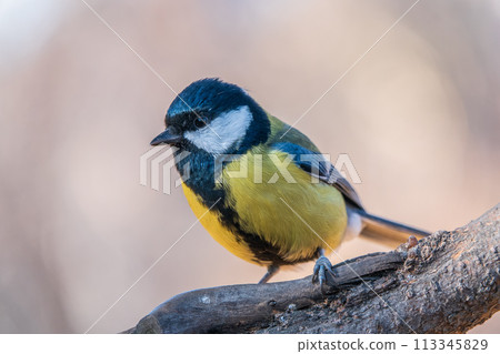 Cute bird Great tit, songbird sitting on the branch with blurred background Cute bird Great tit, songbird sitting on the branch with blurred background 113345829