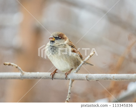 Sparrow sits on a branch without leaves. Sparrow sits on a branch without leaves. 113345836