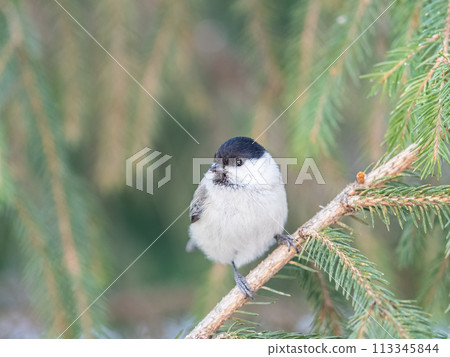 Cute bird the willow tit, song bird sitting on the fir branch Cute bird the willow tit, song bird sitting on the fir branch 113345844