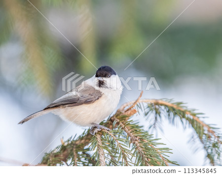 Cute bird the willow tit, song bird sitting on the fir branch Cute bird the willow tit, song bird sitting on the fir branch 113345845