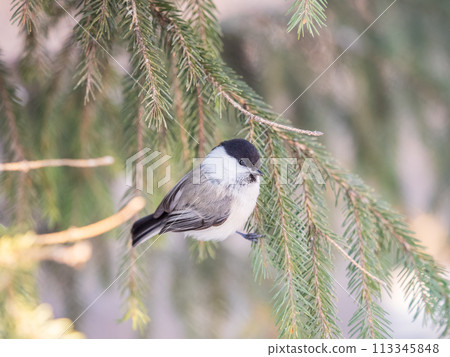 Cute bird the willow tit, song bird sitting on the fir branch Cute bird the willow tit, song bird sitting on the fir branch 113345848