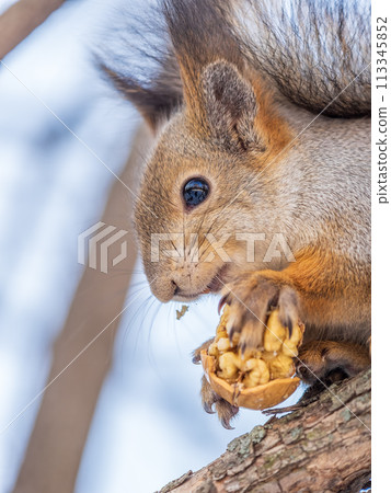 The squirrel with nut sits on tree in the winter or late autumn 113345852