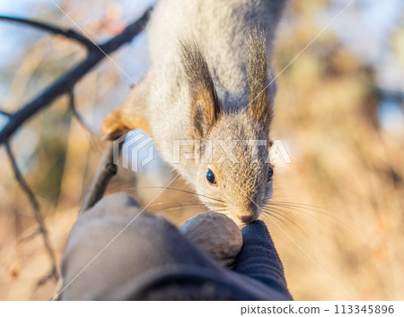 Squirrel eats nuts from a man's hand. Caring for animals in winter or autumn. 113345896
