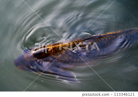Koi fish carp in the water close up in the Japanese park 113346121