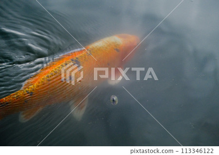 Koi fish carp in the water close up in the Japanese park Koi fish carp in the water close up in the Japanese park 113346122