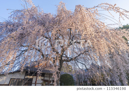 Spring in Kyoto: Weeping cherry blossoms at Honmanji Temple Spring in Kyoto: Weeping cherry blossoms at Honmanji Temple 113346198