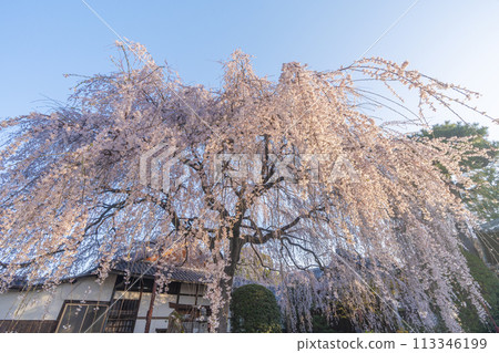 Spring in Kyoto: Weeping cherry blossoms at Honmanji Temple Spring in Kyoto: Weeping cherry blossoms at Honmanji Temple 113346199