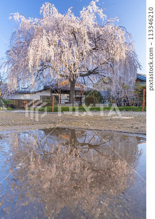 Spring in Kyoto: Reflection of the weeping cherry blossoms at Honmanji Temple Spring in Kyoto: Reflection of the weeping cherry blossoms at Honmanji Temple 113346210