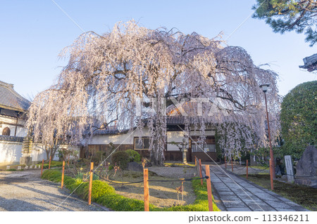 Spring in Kyoto: Weeping cherry blossoms at Honmanji Temple Spring in Kyoto: Weeping cherry blossoms at Honmanji Temple 113346211
