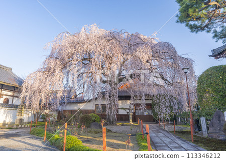 京都本滿寺春天的垂枝櫻花 京都本滿寺春天的垂枝櫻花 113346212