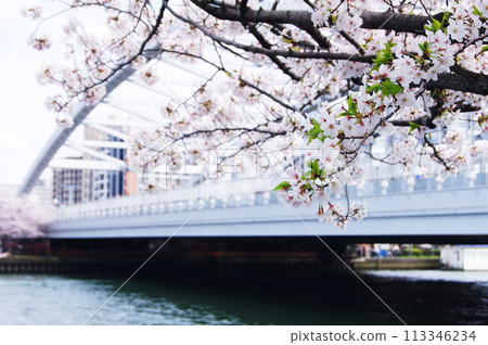 Tenmabashi的櫻花 113346234