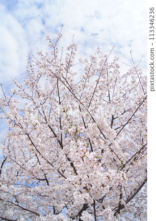 Tenmabashi的櫻花 113346236