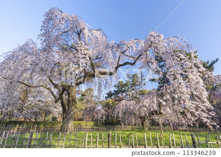Kyoto Imperial Palace: Weeping cherry tree (itozakura) at the site of the Konoe residence Kyoto Imperial Palace: Weeping cherry tree (itozakura) at the site of the Konoe residence 113346239