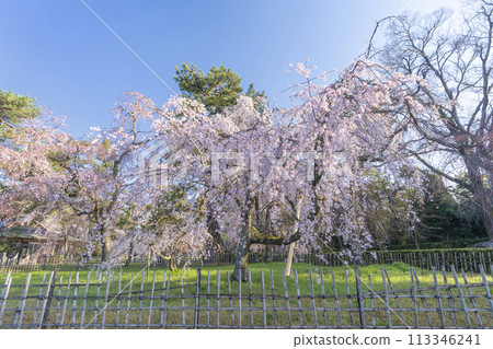 Kyoto Imperial Palace: Weeping cherry tree (itozakura) at the site of the Konoe residence Kyoto Imperial Palace: Weeping cherry tree (itozakura) at the site of the Konoe residence 113346241